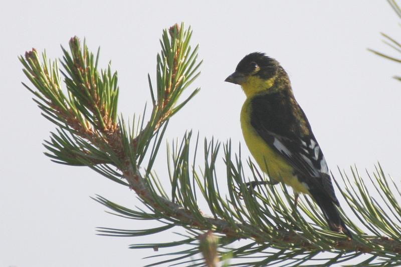 Lesser Goldfinch FtDavis Aug08 188.jpg